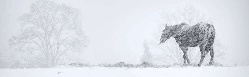 大雪時節(jié)雪紛紛