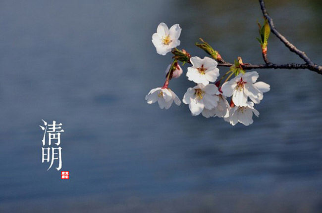 庫克庫伯祝大家清明節(jié)安康