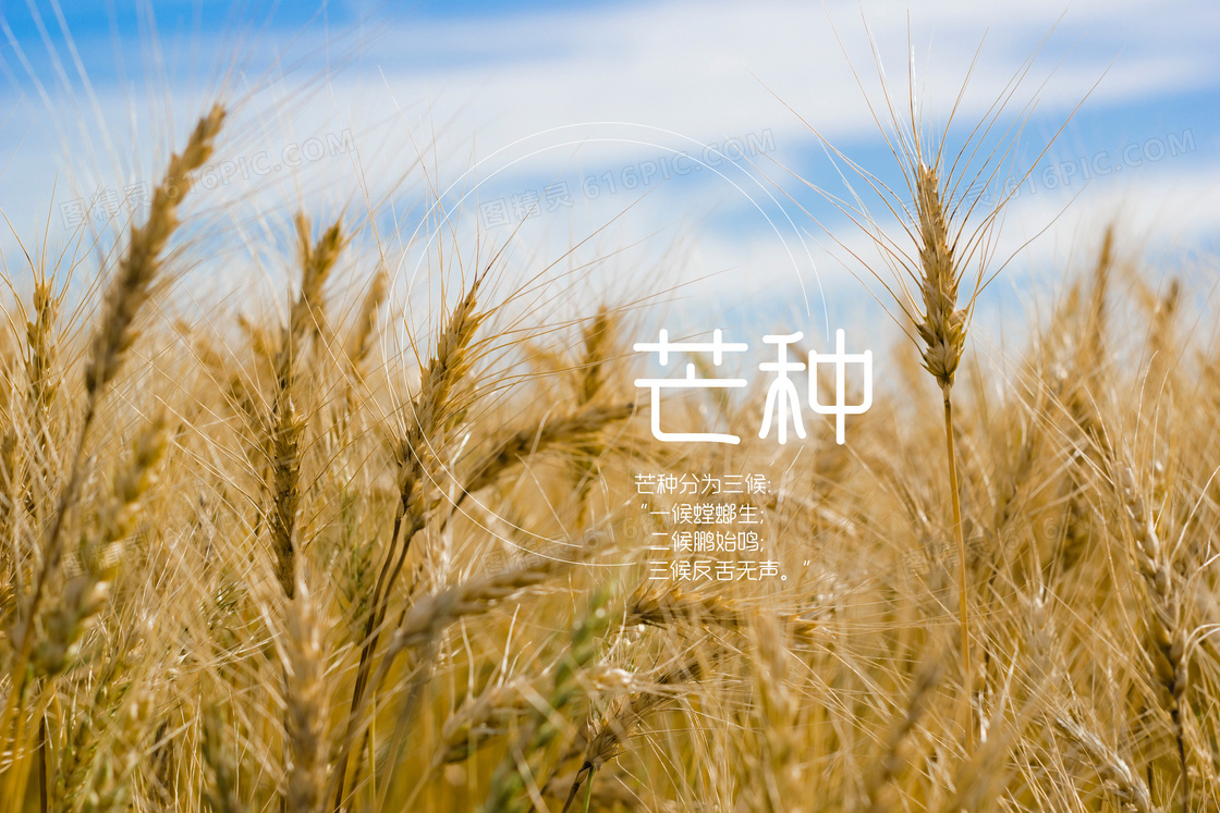 芒種|禾苗新綠向陽長,風(fēng)吹麥浪歸倉忙